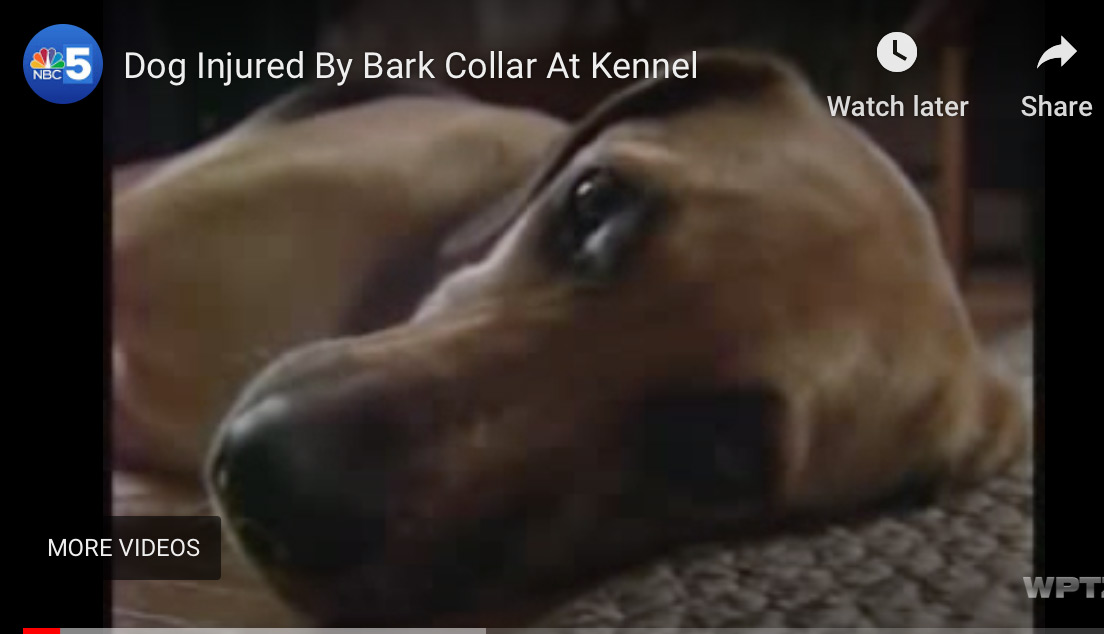 Dog Injured by Bark Collar at Dallas Kennel