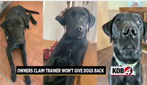 Owners struggle to get dogs back