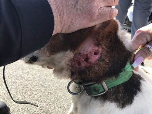 Badly Injured Beagle